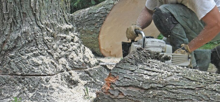 Abattage d'un arbre malade par un employé d'Emondage Brosssard.