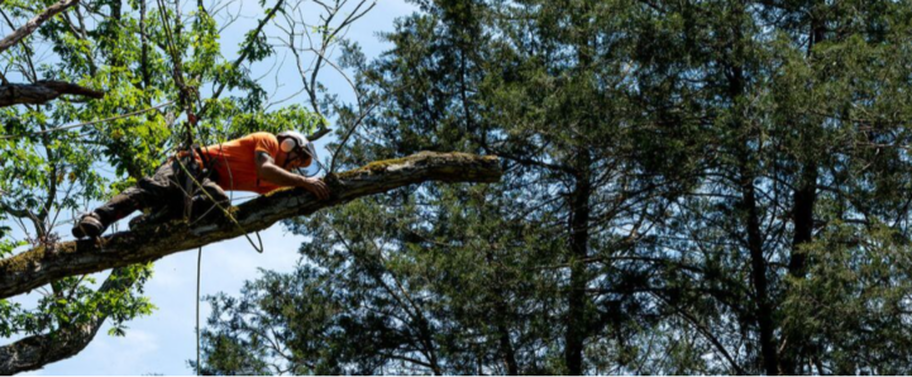 Podador de Emondage Brossard que trabaja en lo alto de un árbol.