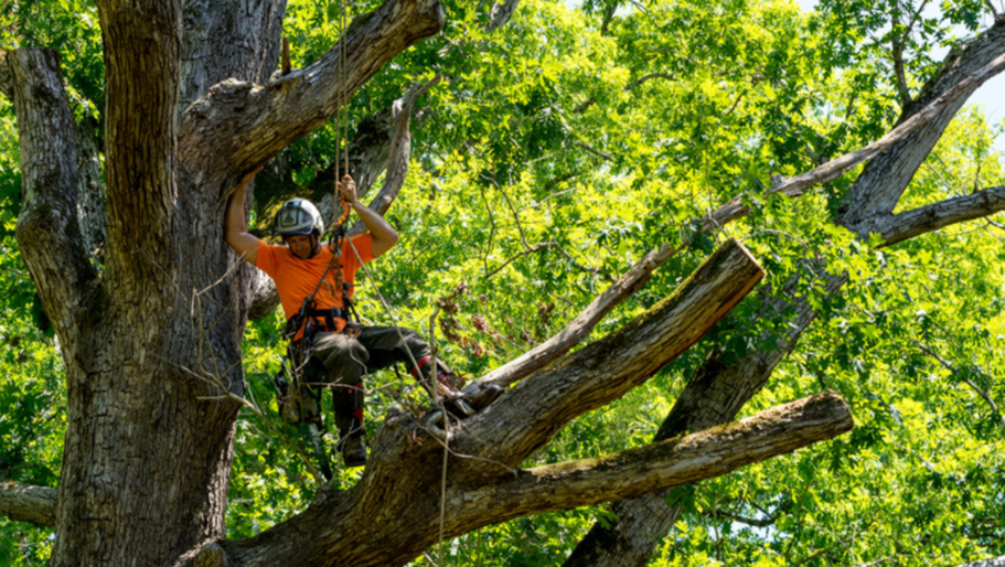 Tree trimmer of Emondage Brossard works high up in a tree.