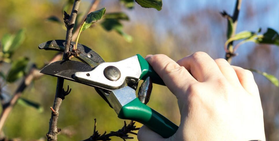 A pruner from Emondage Brossard performs formation pruning on a fruit tree.