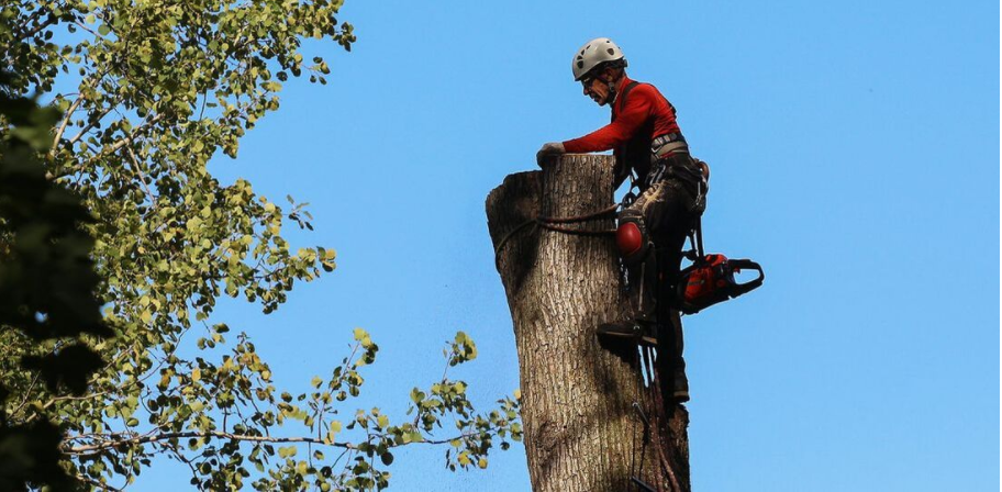 Arboriculteur de Emondage Brossard procède à l'abattage d'un arbre. Le résident de Brossard a tout d'abord obtenu un permis d'abattage à la Ville de Brossard. 